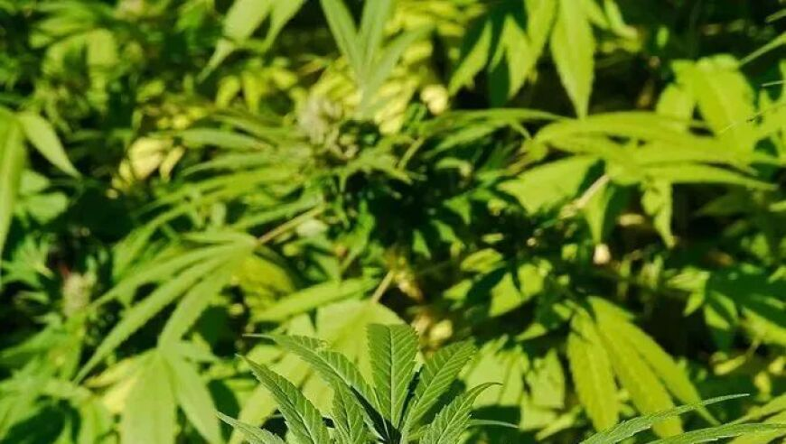 天下彩一328ccc,全球“央行超级周”来袭,广泛的解释落实支持计划_铂金版V11.30
